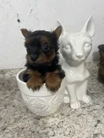 Yorki , a male Yorkshire Terrier for sale in Greenville, NC – 1 of 2