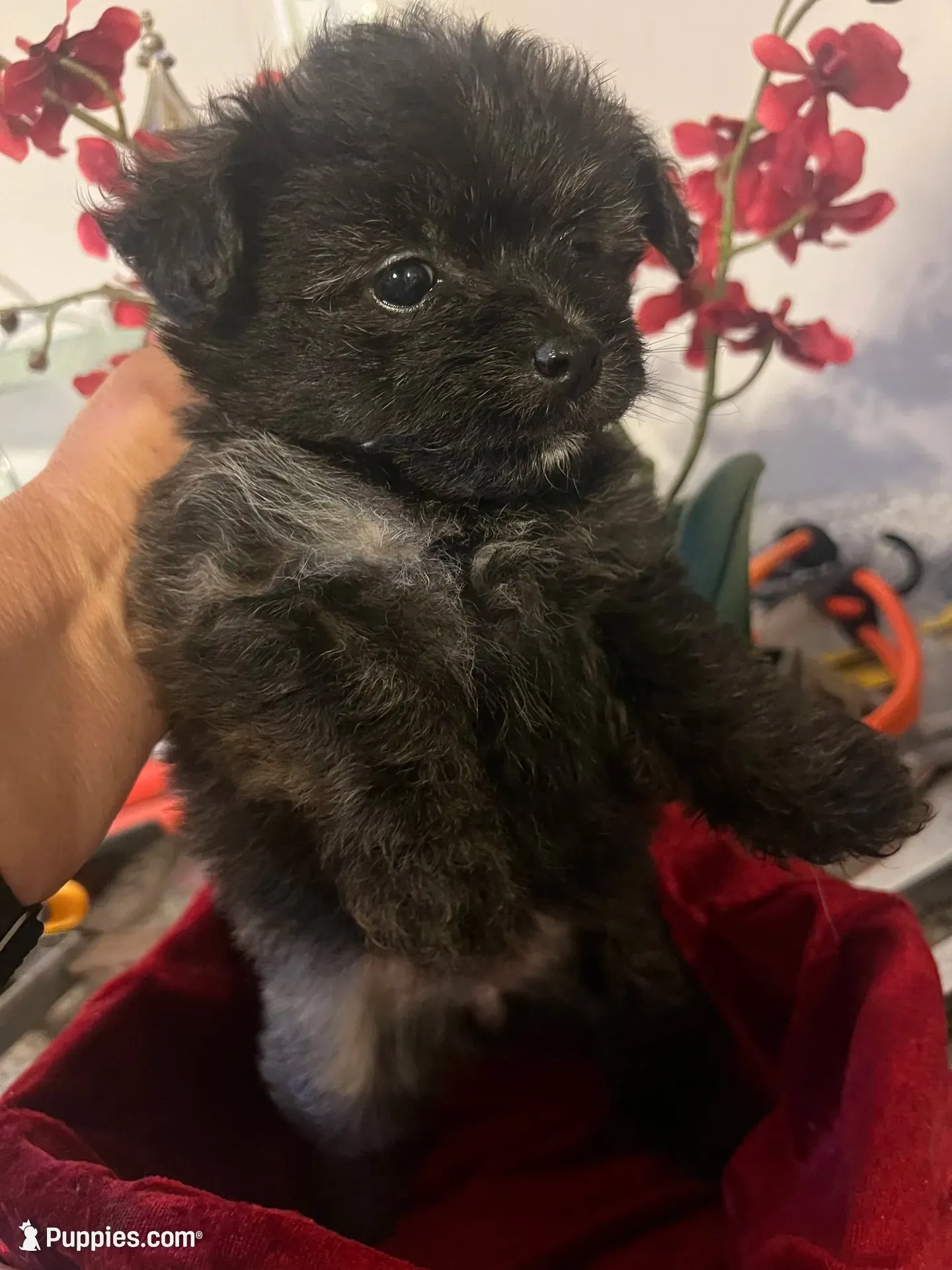 Tcup female  Yoripom, a female Pomeranian and Yorkshire Terrier for sale in Greenville, NC – 3 of 6
