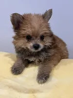 Yorkii Pom, a male Pomeranian and Yorkshire Terrier for sale in Greenville, NC – 4 of 4