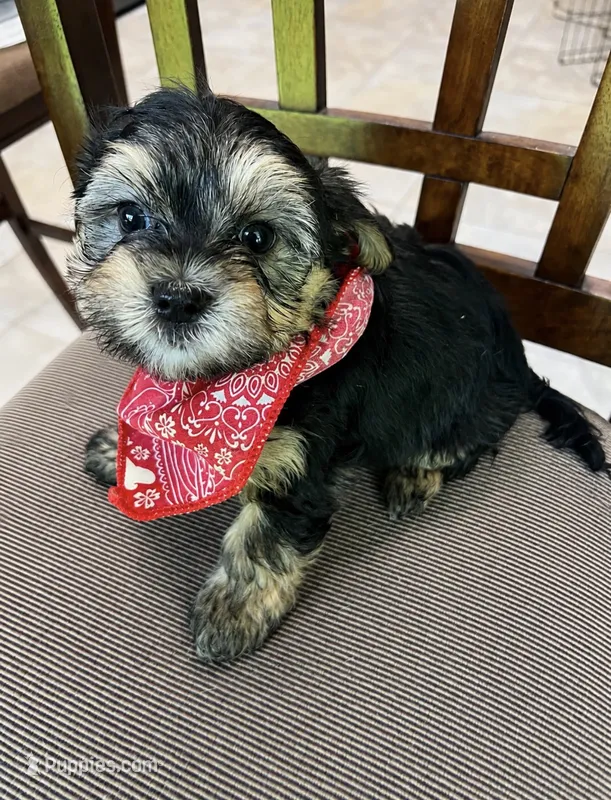 Yorkii/Shih Tzu – Shih Tzu, Yorkshire Terrier puppy for sale in Greenville, NC