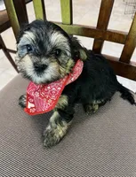 Yorkii/Shih Tzu, a female Shih Tzu and Yorkshire Terrier for sale in Greenville, NC – 1 of 3