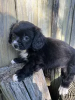 F pekingese, a female Pekingese for sale in Greenville, NC – 2 of 3