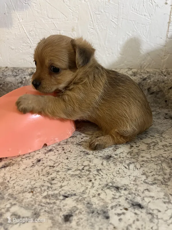 Chorki  – Chihuahua, Yorkshire Terrier puppy for sale in Greenville, NC