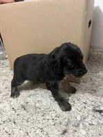Cockapoo three, a male English Cocker Spaniel and Poodle - Miniature  for sale in Greenville, NC – 1 of 2