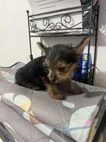 Tiny, a male Yorkshire Terrier for sale in Greenville, NC – 2 of 2