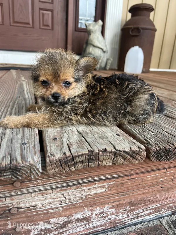 Tcup female  Yorkipom – Pomeranian, Yorkshire Terrier puppy for sale in Greenville, NC