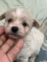 Male palm/Maltese, a male Pomeranian for sale in Greenville, NC – 2 of 3