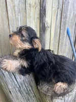 M Yorki, a male Yorkshire Terrier for sale in Greenville, NC – 2 of 3