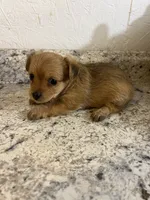 Chorki , a female Chihuahua and Yorkshire Terrier for sale in Greenville, NC – 2 of 2