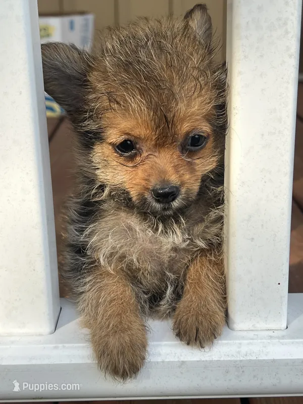Tcup female  Yorkipom – Pomeranian, Yorkshire Terrier puppy for sale in Greenville, NC