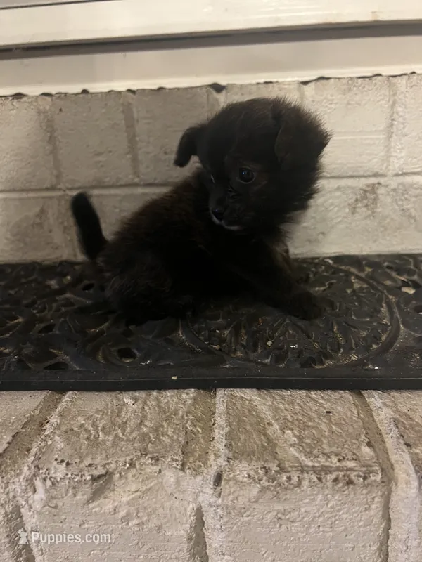 Teacup Male – Pomeranian, Yorkshire Terrier puppy for sale in Greenville, NC