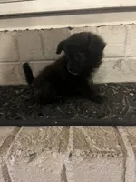 Teacup Male, a male Pomeranian and Yorkshire Terrier for sale in Greenville, NC – 2 of 3