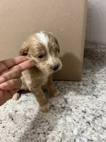 Cockapoo two, a male Cocker Spaniel and Poodle - Miniature  for sale in Greenville, NC – 3 of 3