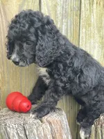 F cockapoo, a female Cocker Spaniel and Poodle - Miniature  for sale in Greenville, NC – 2 of 4