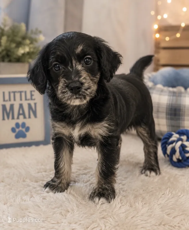 Male  – Cocker Spaniel, Poodle - Miniature  puppy for sale in Greenville, NC