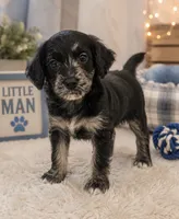 Male , a male Cocker Spaniel and Poodle - Miniature  for sale in Greenville, NC – 1 of 1