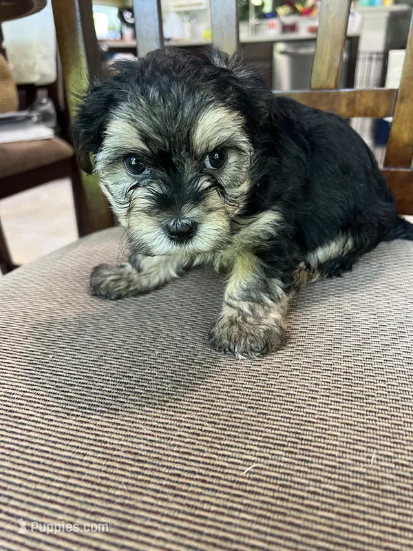 Yorkii/Shih Tzu – Shih Tzu, Yorkshire Terrier puppy for sale in Greenville, NC
