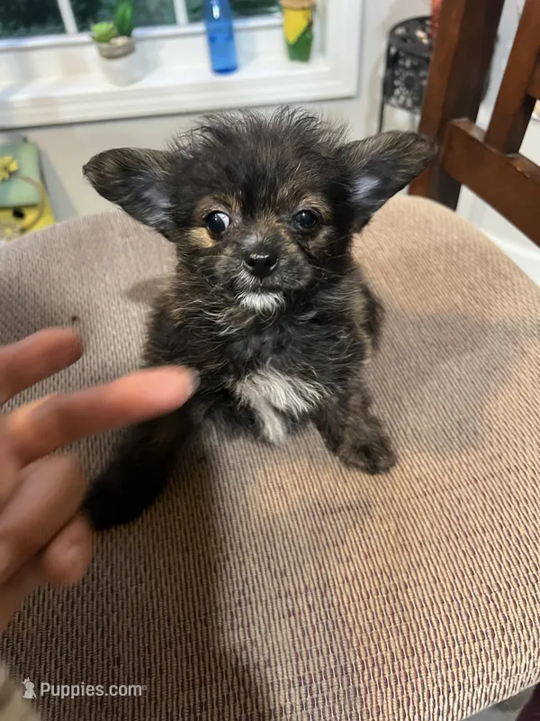 Teacup Male yorkipom – Pomeranian, Yorkshire Terrier puppy for sale in Greenville, NC