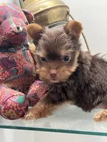 M Yorkii, a male Yorkshire Terrier for sale in Greenville, NC – 3 of 5