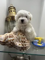 Maltipoo , a male Maltipoo for sale in Greenville, NC – Photo 3 of 3