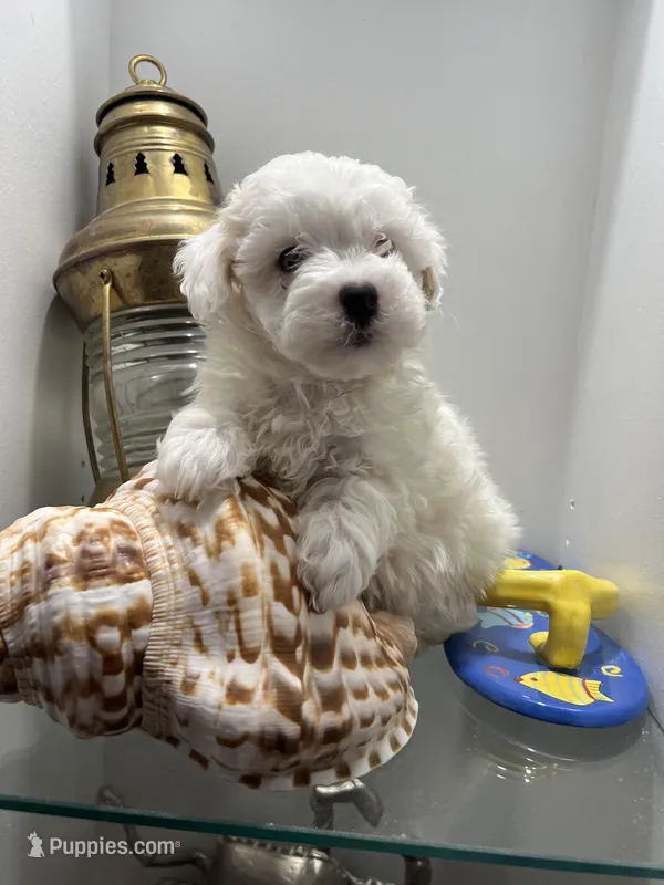 Maltipoo  – Maltipoo puppy for sale in Greenville, NC