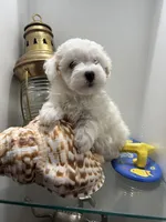 Maltipoo , a male Maltipoo for sale in Greenville, NC – Photo 1 of 3