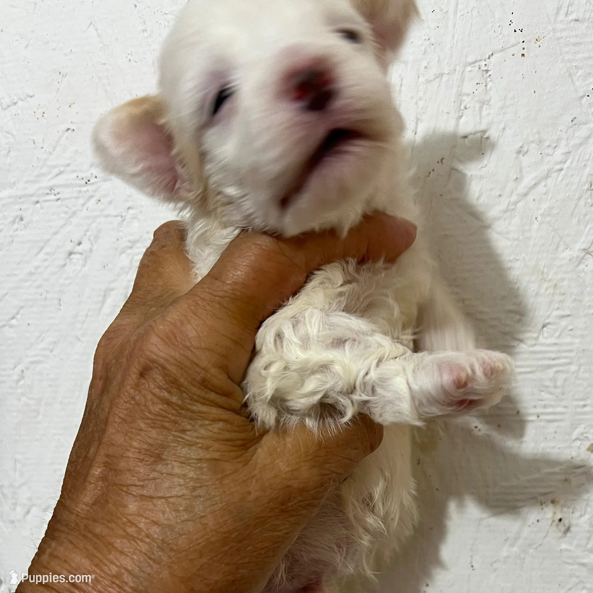 Maltipoo  – Maltipoo puppy for sale in Greenville, NC