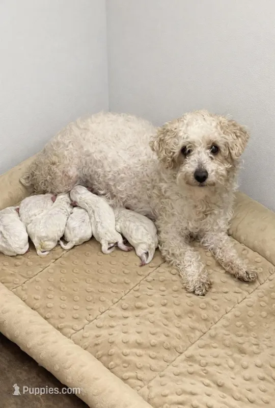 Maltipoo , a male Maltipoo for sale in Greenville, NC – Photo 1 of 1