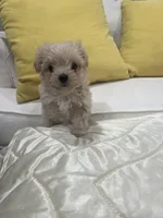 Malchi, a female Malchi for sale in Greenville, NC – Photo 2 of 2