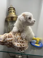 Maltipoo , a male Maltipoo for sale in Greenville, NC – Photo 2 of 3