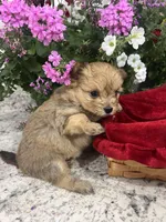 Pom , a female Pomeranian and Yorkshire Terrier for sale in Greenville, NC – Photo 3 of 3
