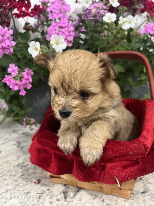 Pom  – Pomeranian, Yorkshire Terrier puppy for sale in Greenville, NC