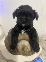 Malshi , a male Mal Shi for sale in Greenville, NC – 6 of 6