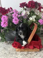 Malshi , a male Mal Shi for sale in Greenville, NC – 1 of 6