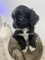 Malshi , a male Mal Shi for sale in Greenville, NC – 4 of 6