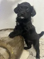 Malshi , a male Mal Shi for sale in Greenville, NC – 5 of 6