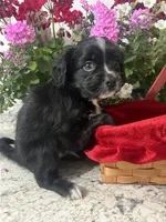 Malshi , a male Mal Shi for sale in Greenville, NC – 2 of 6