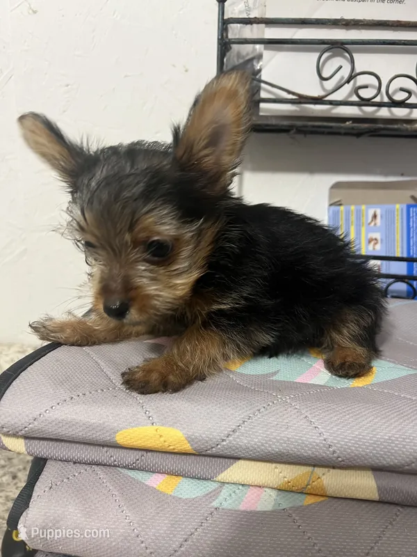 Tiny – Yorkshire Terrier puppy for sale in Greenville, NC