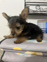 Tiny, a male Yorkshire Terrier for sale in Greenville, NC – 1 of 2