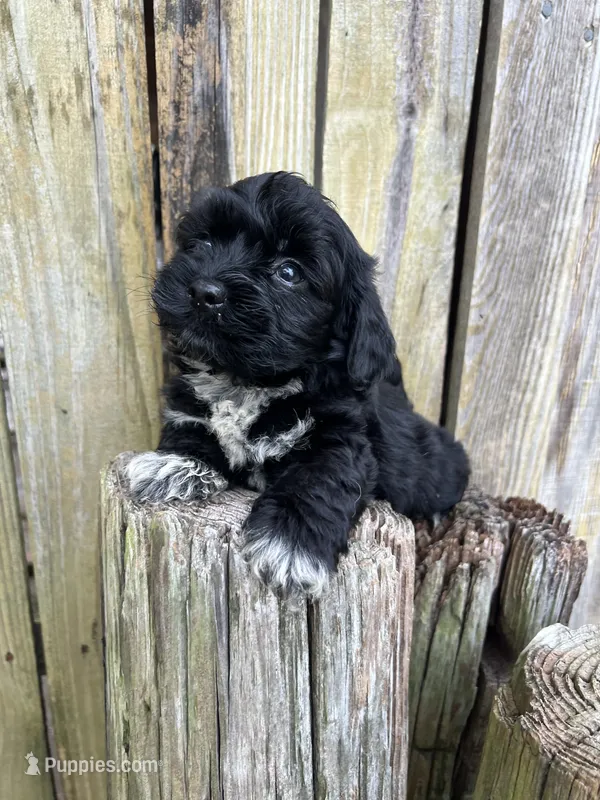 Male shihtzu – Maltese, Shih Tzu puppy for sale in Greenville, NC