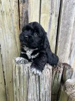 Male shihtzu, a male Maltese and Shih Tzu for sale in Greenville, NC – 1 of 3