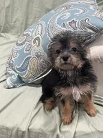 Cutie, a female Yorkshire Terrier for sale in Greenville, NC – 3 of 4