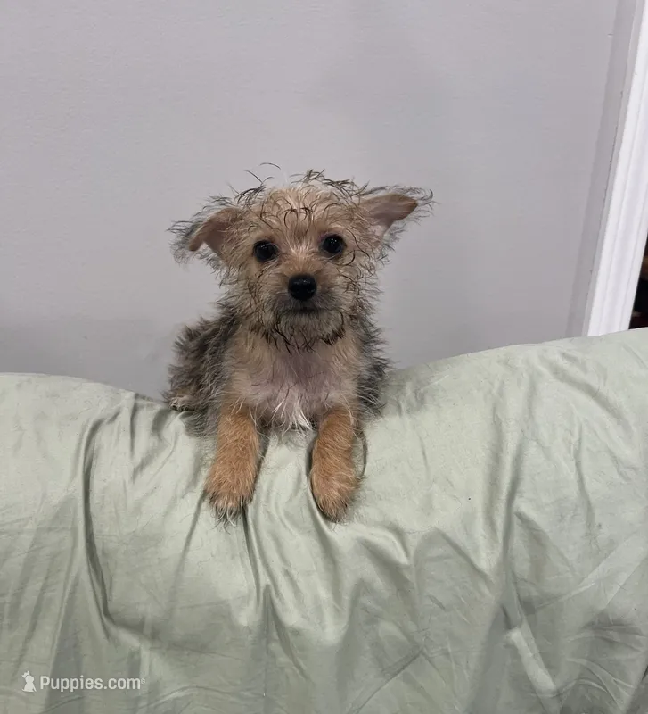 Sweetheart  – Yorkshire Terrier puppy for sale in Greenville, NC