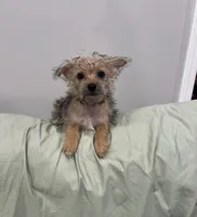 Sweetheart , a female Yorkshire Terrier for sale in Greenville, NC – 1 of 3