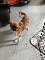 Cuddles, a male Chihuahua for sale in Greenville, NC – 2 of 2