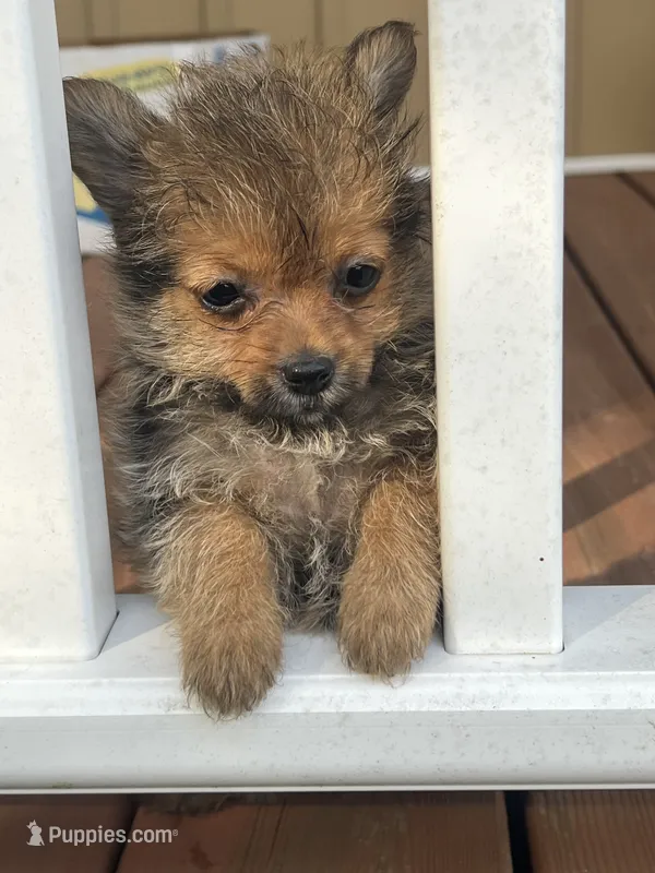 Tcup female  Yorkipom – Pomeranian, Yorkshire Terrier puppy for sale in Greenville, NC