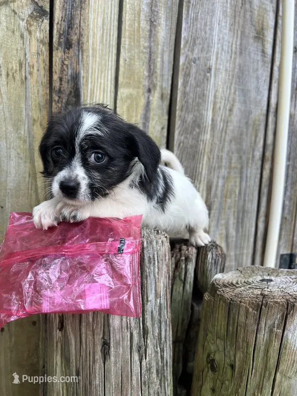 Maltese/Chihuahua – Chihuahua, Maltese puppy for sale in Greenville, NC