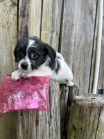 Maltese/Chihuahua, a female Chihuahua and Maltese for sale in Greenville, NC – 1 of 2