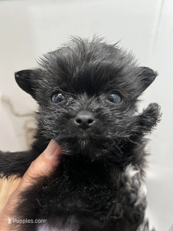 TINY – Yorkipoo puppy for sale in Greenville, NC