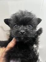 TINY, a female Yorkipoo for sale in Greenville, NC – Photo 1 of 3